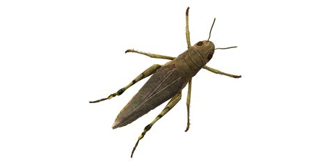 Grasshopper isolated on a Transparent Background 24249108 PNG