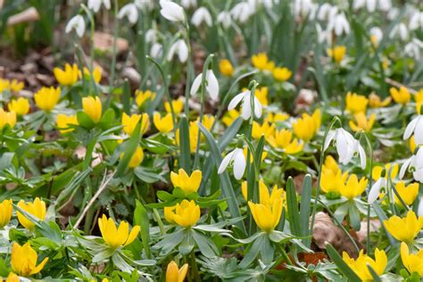 12 Winter Flowering Plants (UK): Beautiful Winter BlooGarden