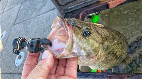 5 New Bass Fishing Tricks for an Old Dog Like Me - Wired2Fish