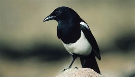 The Difference Between Male & Female Magpies | eHow UK