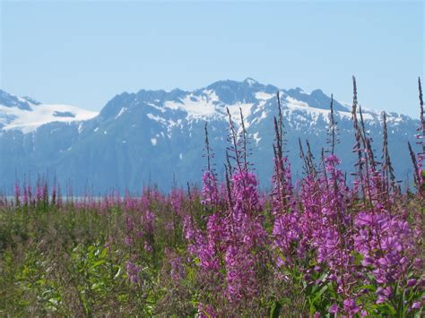 Valdez, Alaska: A Local's Guide to the Sights and Wildlife