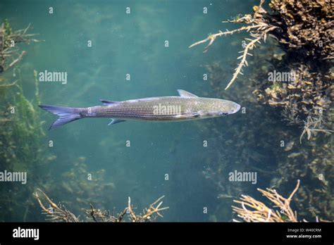 Grey mullet fish uk hi-res stock photography and images - Alamy