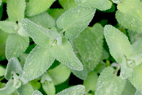 Catnip Plant, Nepeta cataria - How to Grow and Care - Plantopedia