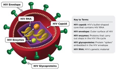 HIV with a Special Focus on Screening, Diagnosis and Monitoring – Medchrome