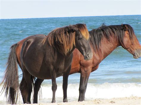 Corolla wild horses | Wild horses, Horses, All the pretty horses