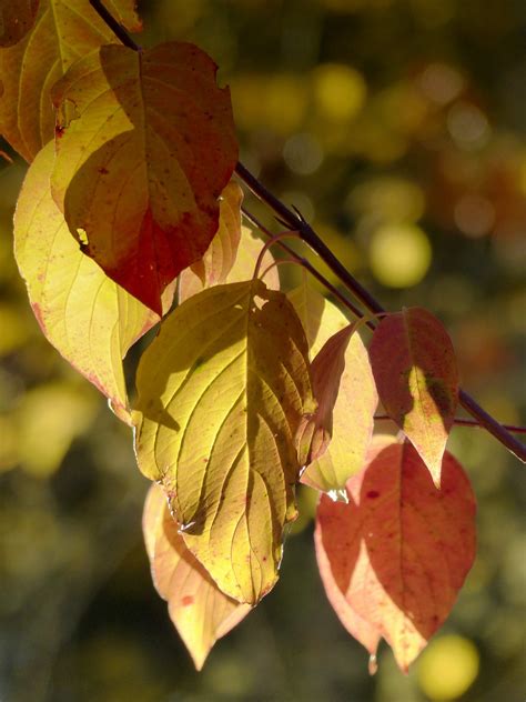 Free Images : branch, fall, flower, petal, autumn, botany, flora, season, maple tree, maple leaf ...