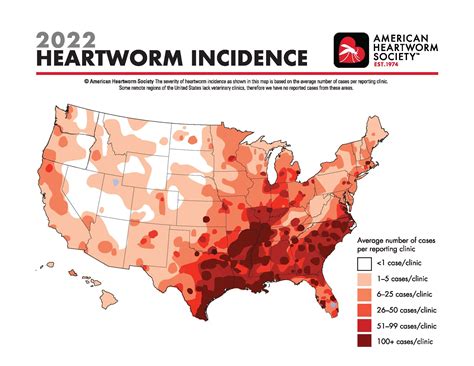 Understanding Heartworm Disease: Symptoms, Prevention, and Treatment - Wet Noses Pet Sitting