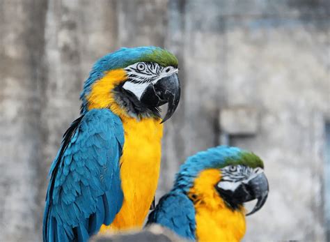 Wagler's macaw Blue-throated macaw Caninde macaw - Information fact