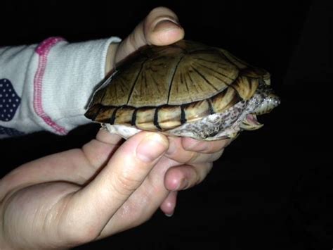 SE England - Razor back musk turtle- looking for quick sale due to ...