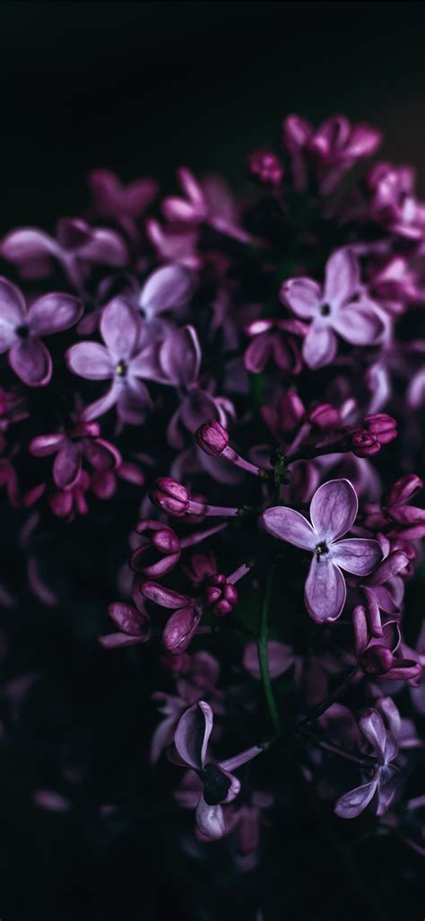 purple flowers iPhone X Wallpapers Free Download