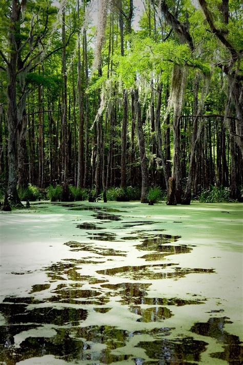 5 Amazing Swamp Tours Near New Orleans That'll Lead You To Incredible Views | Swamp tours ...