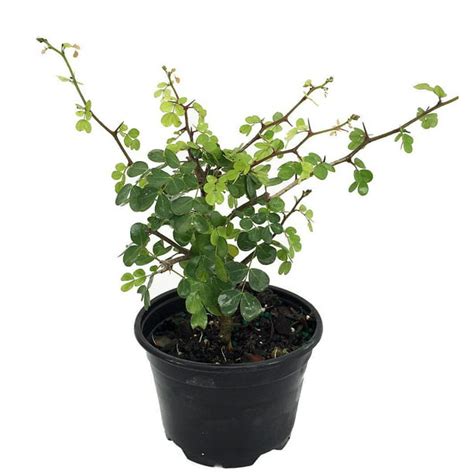 Bloodwood Tree - Logwood Tree - Campeche - Haematoxylum campechianum - 4" Pot - Walmart.com ...