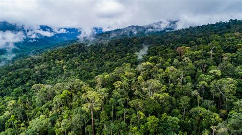 Limbungnya Pembangunan Kesatuan Pengelolaan Hutan Pasca Penerapan ...