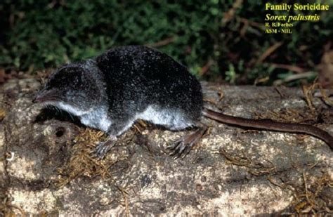 Tennessee Watchable Wildlife | American Water Shrew