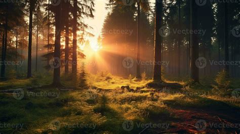 Sunrise in the Forest 34235594 Stock Photo at Vecteezy