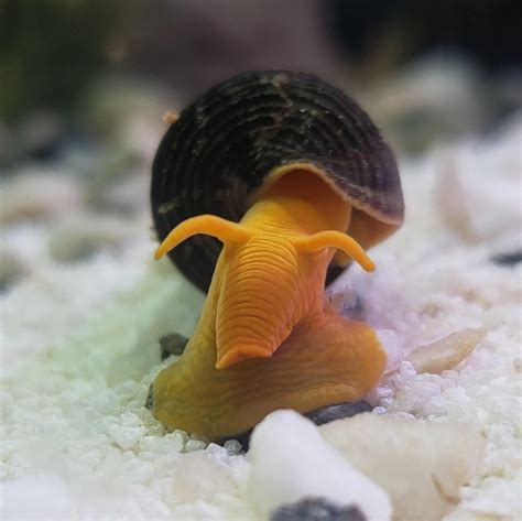 10 Amazing Rabbit Snail Colors (With Pictures!) - The Aquarium Keeper