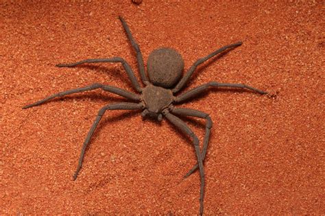 Six-Eyed Sand Spiders - A-Z Animals