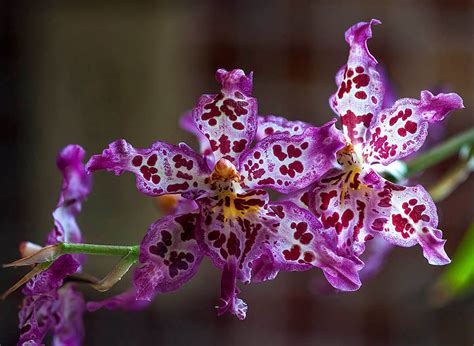 Oncidium hybrid - Pentax User Photo Gallery