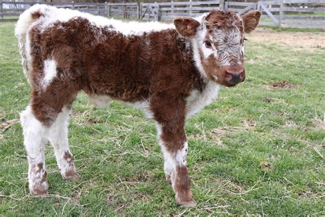 Bouncing Baby Bull: A Rare Cattle Breed Just Got A New Member! - Modern ...