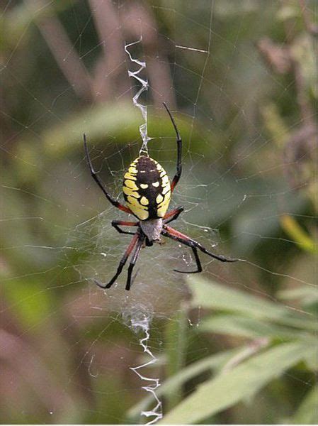 ADW: black_and_yellow_argiope.jpg