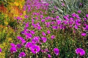 Purple Hydrangea Flowers Close Up - Creative Commons Bilder