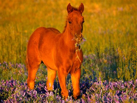 Download Cute Horse Feeding On Lavender Wallpaper | Wallpapers.com