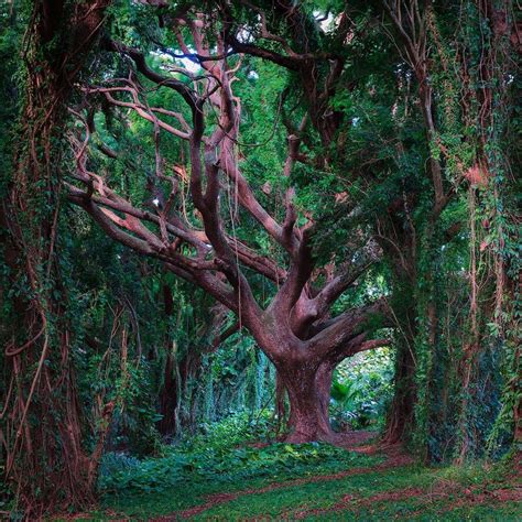 Tree of Life - Maui by Andre Distel on 500px | Maui vacation, Maui ...