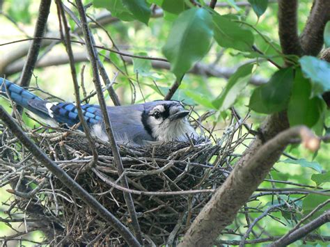 Nesting Blue Jay (?), Rhode Island, USA | Blue jay, Blue jay bird, Pet ...