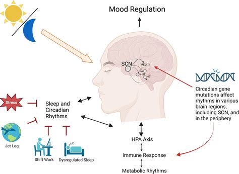 Circadian rhythms and mood disorders: Time to see the light: Neuron