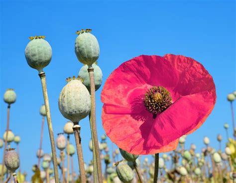 What Are the Effects of Smoking Opium? | Livestrong.com