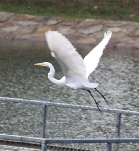 WHITE HERON IN FLIGHT | Sandra Kent | Flickr