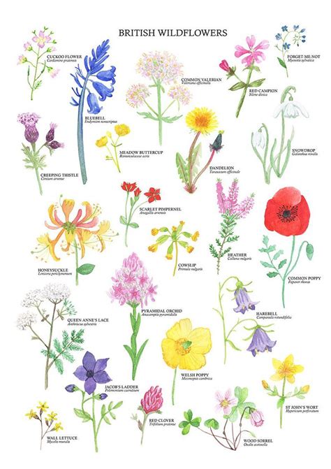 British Wildflowers Print Wildflower Art Poster | Etsy Watercolor Flower Prints, Flower Painting ...