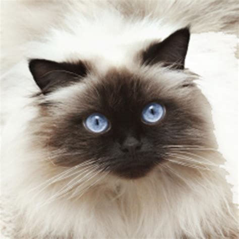 Caring for a Himalayan Cat