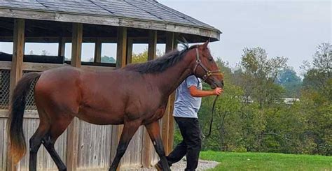 From Lexington: Kentucky Horse Farms Tour | GetYourGuide