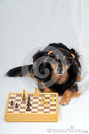 Smart Dog Playing Chess Stock Photos - Image: 34379173