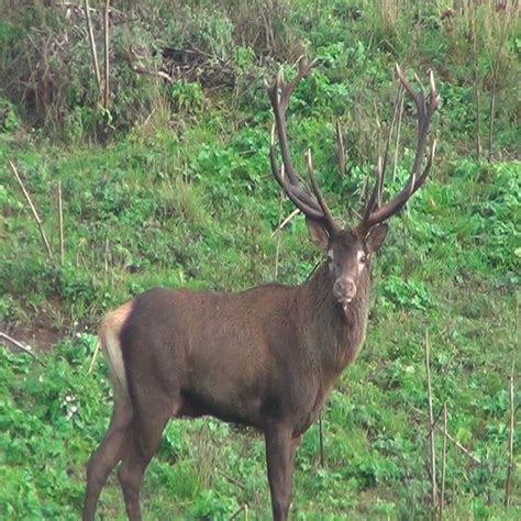 (PDF) The population status and distribution of Caspian red deer (maral) Cervus elaphus maral in ...