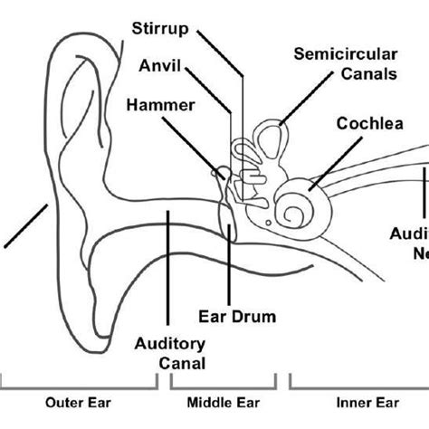 1: Diagram showing the structure of the human ear, detailing the parts... | Download Scientific ...