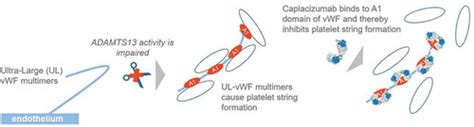 Full article: Clinical pharmacology of caplacizumab for the treatment of patients with acquired ...