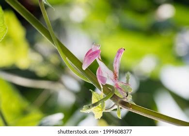 537 Orchid mantis camouflage Images, Stock Photos & Vectors | Shutterstock