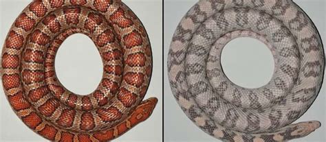 Snakes reveal the origin of skin colours