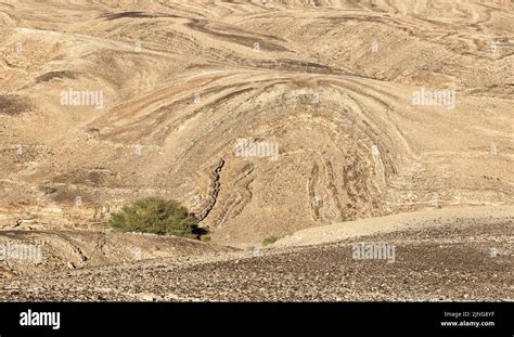 large acacia tree in the wadi below a naturally exposed anticline formation of limestone and ...