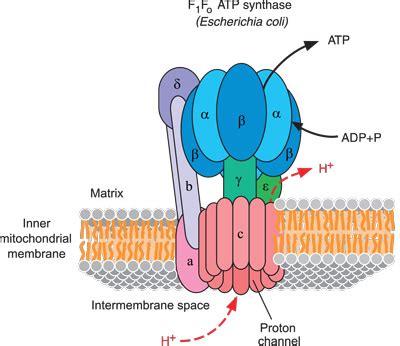 ATP Synthase - eLECTRON TRANSPORT CHAMBER