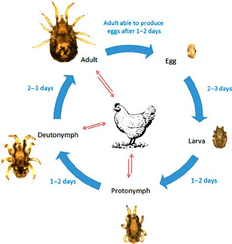 Salmonella Life Cycle / Frontiers | Salmonella enterica: a surprisingly ...