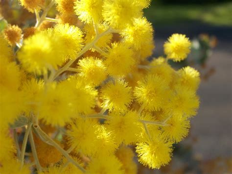 Free picture: golden, wattle, flower, close