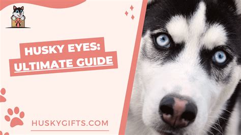 Siberian Husky Eyes (Husky Eye Colors, Problems & Care)