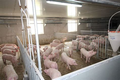 Rabobank: Chinese volatility determines global pork market - Pig Progress