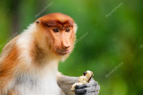 Proboscis monkey — Stock Photo © shalamov #13749596