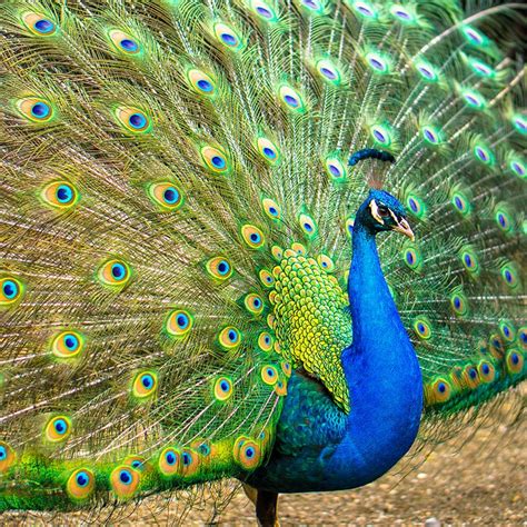 Peacock Feather - Lichen Labs