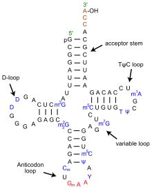 Transfer RNA - Wikipedia