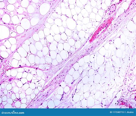 Adipose Tissue Under Microscope